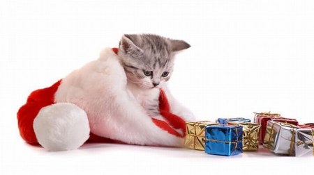 ����������� �������� (9 ����)