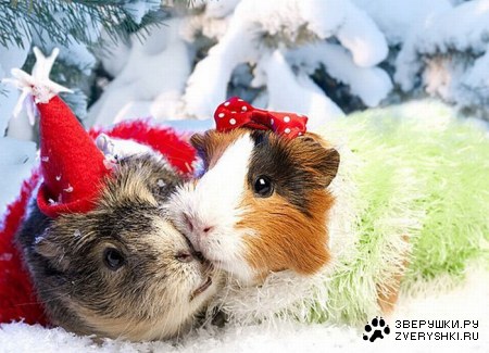 ����������� �������� (9 ����)