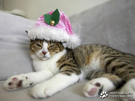 ����������� �������� (9 ����)