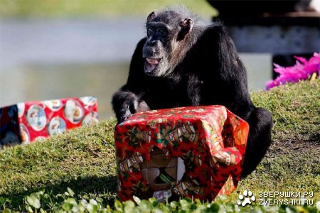 �������� ���� �������� ��������� (11 ����)