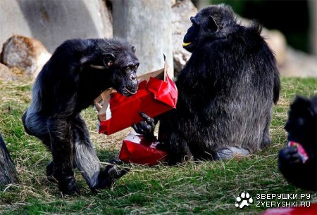 �������� ���� �������� ��������� (11 ����)