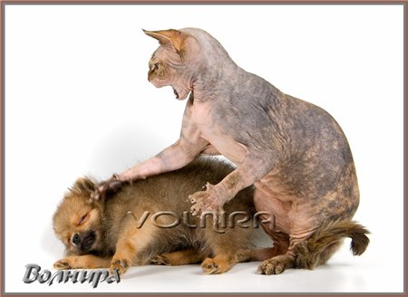 ��� ����� � ������� (4 ����)