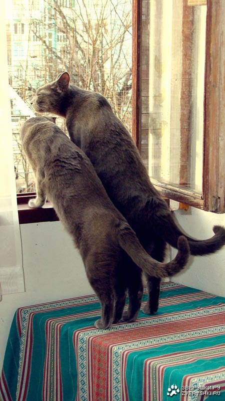 Очаровательные Пеппер и Мишель (25 фото) Очаровательные Пеппер и Мишель (25 фото)