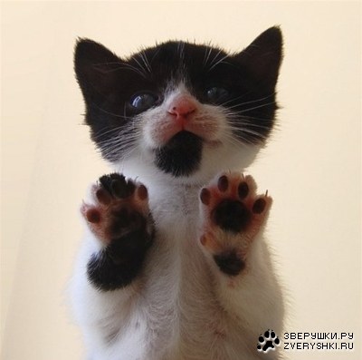 ��������� (7 ����)