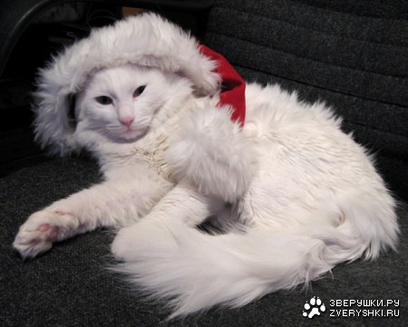 ���� ���������� ������! ����� � ������!