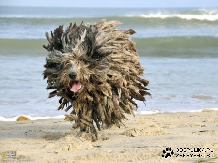 ������ �������� (7 ����)