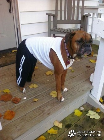 ������ �������� (7 ����)