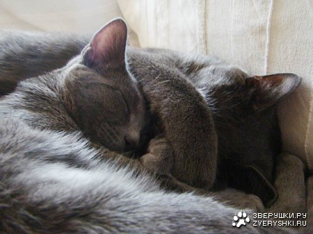 �������������� ������ � ������ (25 ����)