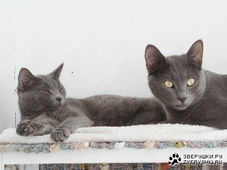 �������������� ������ � ������ (25 ����)