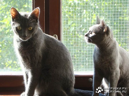 �������������� ������ � ������ (25 ����)