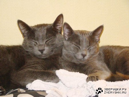 �������������� ������ � ������ (25 ����)