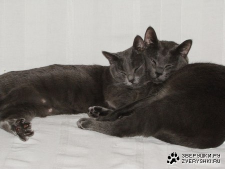 �������������� ������ � ������ (25 ����)