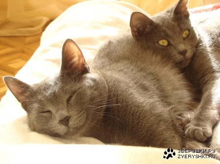 �������������� ������ � ������ (25 ����)