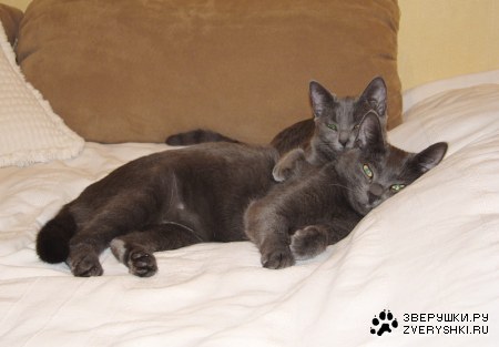 �������������� ������ � ������ (25 ����)