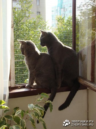 �������������� ������ � ������ (25 ����)