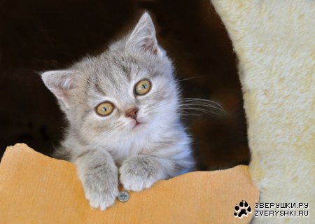 ��������� (7 ����)