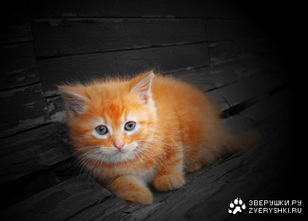 ��������� (7 ����)