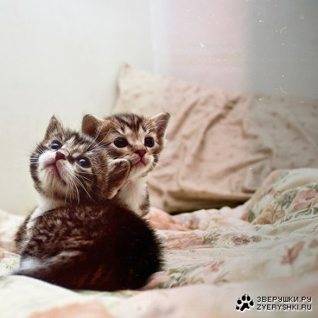 ��������� (7 ����)