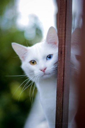 ��������� (7 ����)