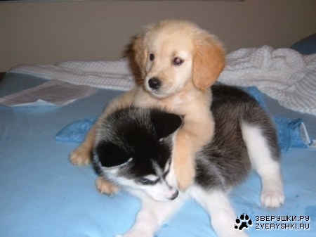 ������� �������� ;)