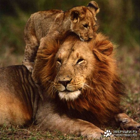 ������� ������� :)