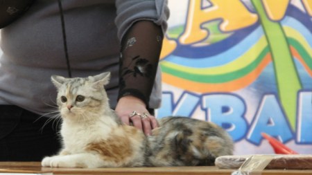 �������� ����� � ������ (����������)