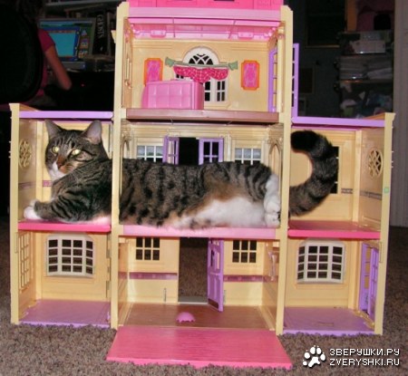 � ����� �������� :)