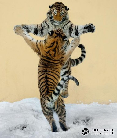 ���������? ;)