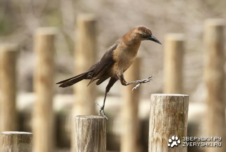 ���-���! :)