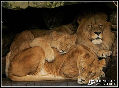 ������ ������� ;)