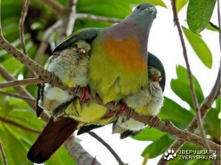 ��� ������� ������ :)