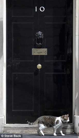 Кот британского премьер-министра (6 фото) Кот британского премьер-министра (6 фото)