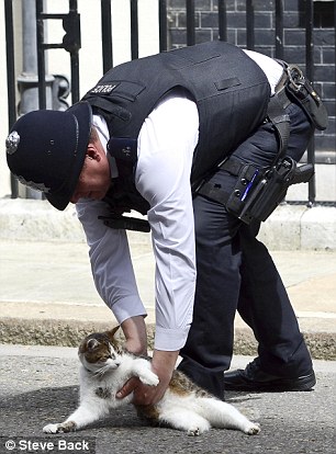 Кот британского премьер-министра (6 фото) Кот британского премьер-министра (6 фото)