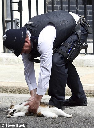 Кот британского премьер-министра (6 фото) Кот британского премьер-министра (6 фото)