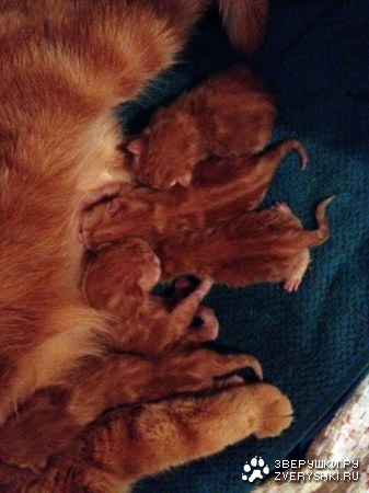 ������ ������ (5 ����)