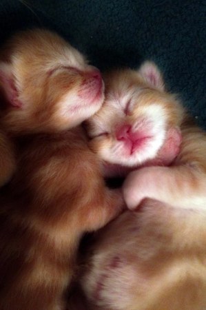 ������ ������ (5 ����)