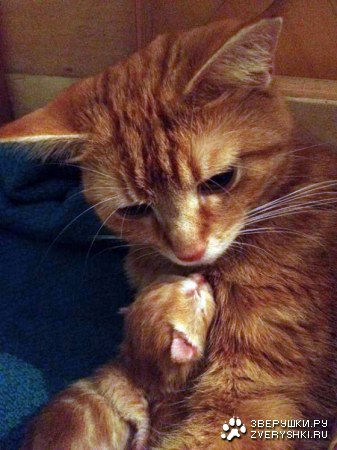 ������ ������ (5 ����)