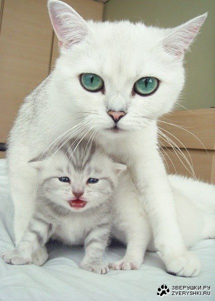 ����, �� ����� ���� �������...