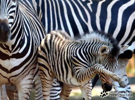 � ���� �����, ����� � ��������!