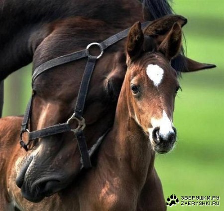 � ���� �����, ����� � ��������!