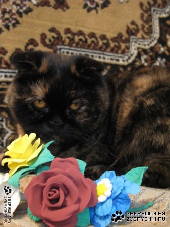 ���� ������! :)