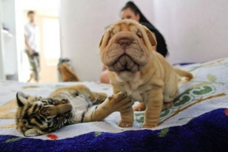 �������� ������� (4 ����)