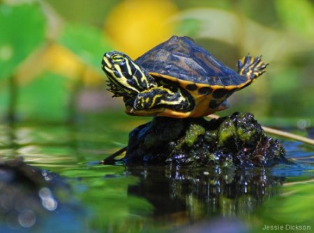 � ��� ������ �����! ;)