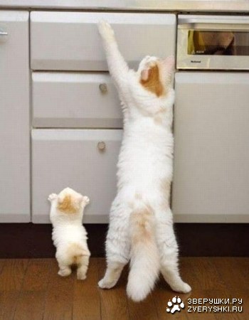 ������� �������� ;)