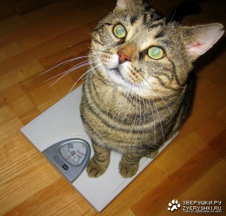 ����� ���������� :)