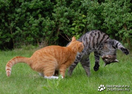 � ������� �����: "����!"