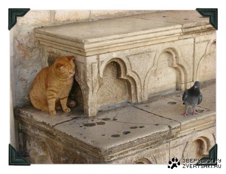 � ������ ;)