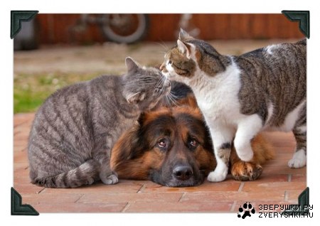 ��� ������ ;)