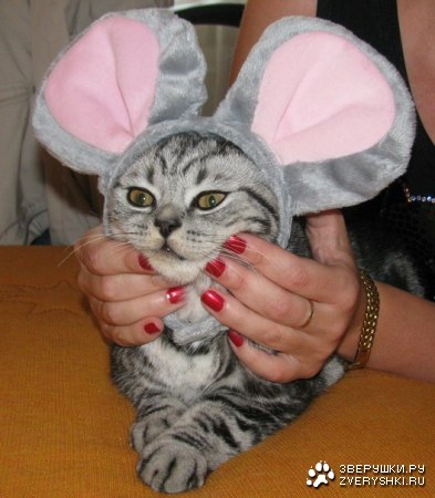 �������� :)