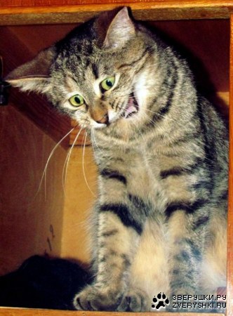 ����!!! ����!